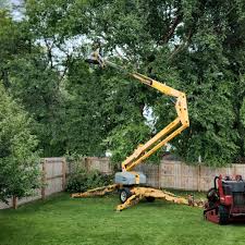 Best Tree Maintenance Programs  in Osborne, KS