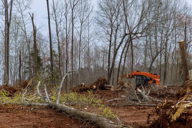 Best Arborist Consultation Services  in Osborne, KS