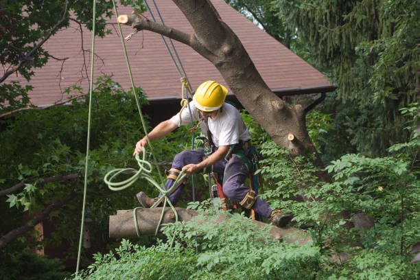 How Our Tree Care Process Works  in  Osborne, KS