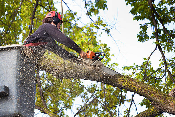 Best Tree Health Inspection  in Osborne, KS