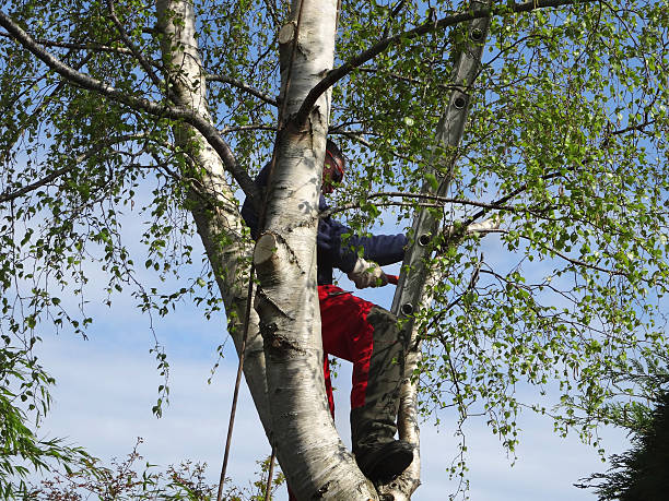 Best Tree Planting  in Osborne, KS