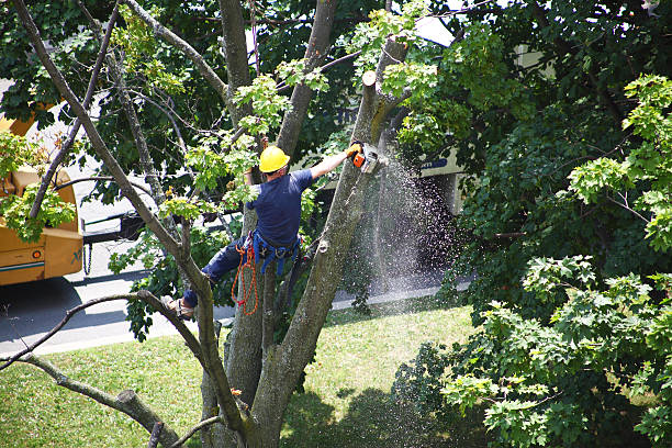 Best Tree Fertilization  in Osborne, KS