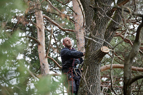 Best Fruit Tree Pruning  in Osborne, KS