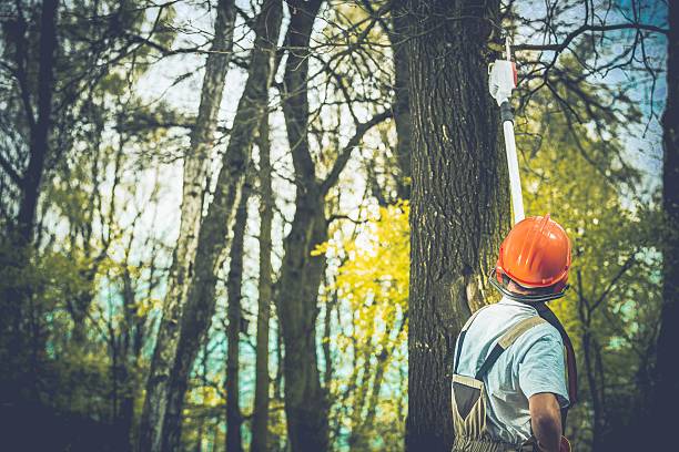 Best Root Management and Removal  in Osborne, KS