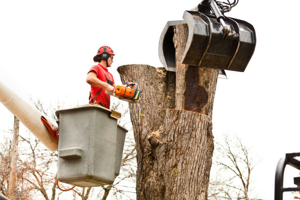 Trusted Osborne, KS Tree Services Experts