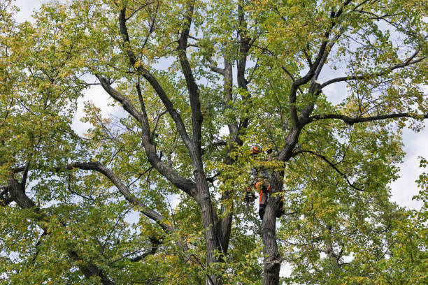 Best Tree Mulching  in Osborne, KS